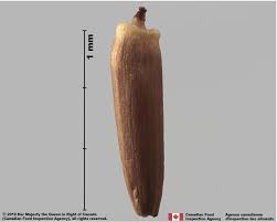 Attēlu rezultāti vaicājumam “Cirsium arvense fruit”