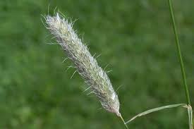 Attēlu rezultāti vaicājumam “Alopecurus pratensis flower”