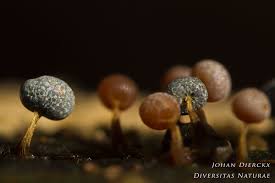 Attēlu rezultāti vaicājumam “Physarum leucopus”