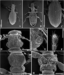 Attēlu rezultāti vaicājumam “Latridiidae”