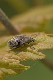 Attēlu rezultāti vaicājumam “Polydrusus mollis”