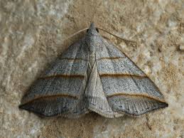 Attēlu rezultāti vaicājumam “Colobochyla salicalis”