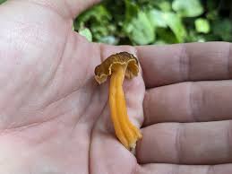 Attēlu rezultāti vaicājumam “Cantharellus lutescens”