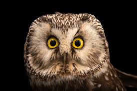 Image result for Aegolius funereus