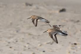 Attēlu rezultāti vaicājumam “Calidris alpina”