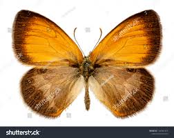 Attēlu rezultāti vaicājumam “Coenonympha arcania”