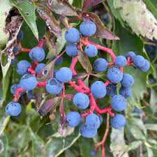 Attēlu rezultāti vaicājumam “Parthenocissus quinquefolia”