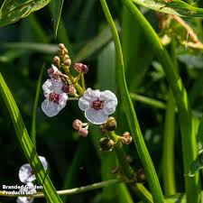 Attēlu rezultāti vaicājumam “Sagittaria sagittifolia leaf”