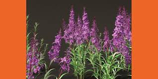 Image result for Epilobium angustifolium