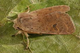 Attēlu rezultāti vaicājumam “Orthosia sp.”