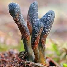 Attēlu rezultāti vaicājumam “Cordyceps ophioglossoides”