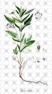 Attēlu rezultāti vaicājumam “Viola epipsila leaf”