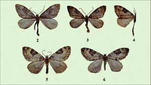 Attēlu rezultāti vaicājumam “Thera variata”