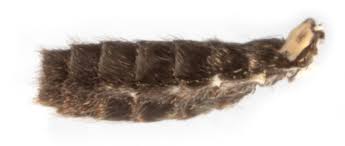 Attēlu rezultāti vaicājumam “Micropterix aureatella”