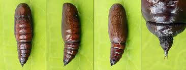 Attēlu rezultāti vaicājumam “Arichanna melanaria”