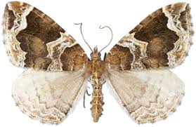 Attēlu rezultāti vaicājumam “Eulithis prunata”