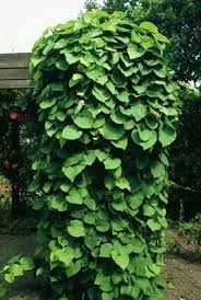Attēlu rezultāti vaicājumam “Aristolochia durior”