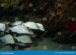 Image result for Haemulon album