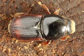 Attēlu rezultāti vaicājumam “Scolytus ratzeburgi”