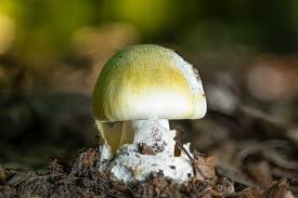 Attēlu rezultāti vaicājumam “Amanita phalloides”