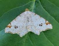 Attēlu rezultāti vaicājumam “Macaria notata”