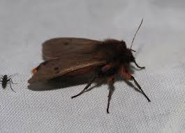 Attēlu rezultāti vaicājumam “Autographa excelsa”