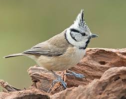 Attēlu rezultāti vaicājumam “Lophophanes cristatus adult”
