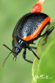 Attēlu rezultāti vaicājumam “Chrysolina sanguinolenta”