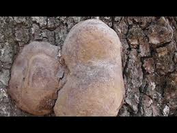 Attēlu rezultāti vaicājumam “Phellinus robustus”