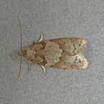 Attēlu rezultāti vaicājumam “Eana incanana”