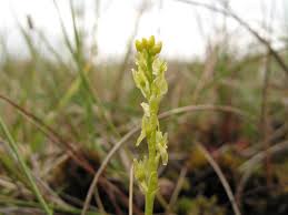 Attēlu rezultāti vaicājumam “Hammarbya paludosa”