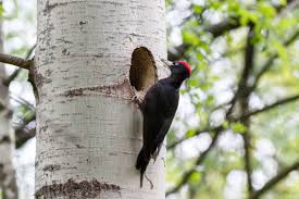Attēlu rezultāti vaicājumam “Dryocopus martius”