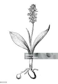 Attēlu rezultāti vaicājumam “Herminium monorchis fruit”