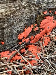 Attēlu rezultāti vaicājumam “Arcyria major spores”