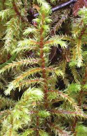 Attēlu rezultāti vaicājumam “Rhytidiadelphus triquetrus sporophyte”