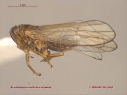 Attēlu rezultāti vaicājumam “Delphacidae”