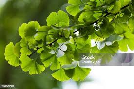 Attēlu rezultāti vaicājumam “Ginkgo biloba leaf”