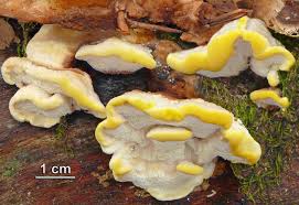 Attēlu rezultāti vaicājumam “Antrodiella serpula”