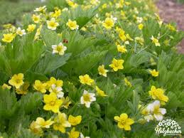 Attēlu rezultāti vaicājumam “Waldsteinia geoides”