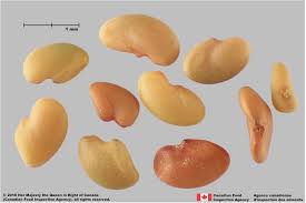 Attēlu rezultāti vaicājumam “Medicago sativa subsp. falcata bud”