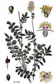 Image result for Sanguisorba minor