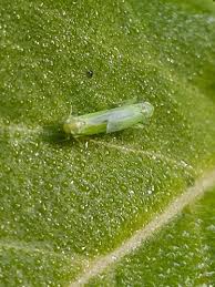 Attēlu rezultāti vaicājumam “Empoasca sp.”