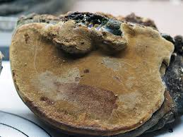 Attēlu rezultāti vaicājumam “Phellinus nigricans”