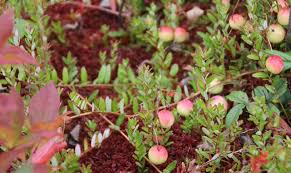 Attēlu rezultāti vaicājumam “Oxycoccus palustris fruit”