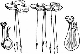 Attēlu rezultāti vaicājumam “Lemna gibba”