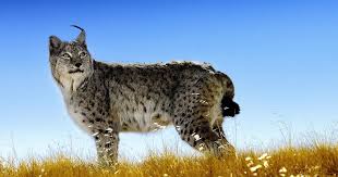 Image result for Lancashire Lynx