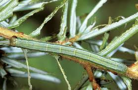 Attēlu rezultāti vaicājumam “Macaria signaria”