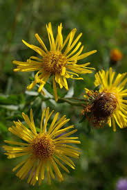 Attēlu rezultāti vaicājumam “Inula salicina leaf”