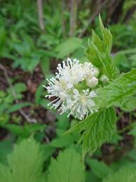 Attēlu rezultāti vaicājumam “Actaea spicata fruit”