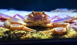 Image result for Chionoecetes opilio